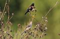 Red-winged Blackbird & Northern Mockingbird 092008 243